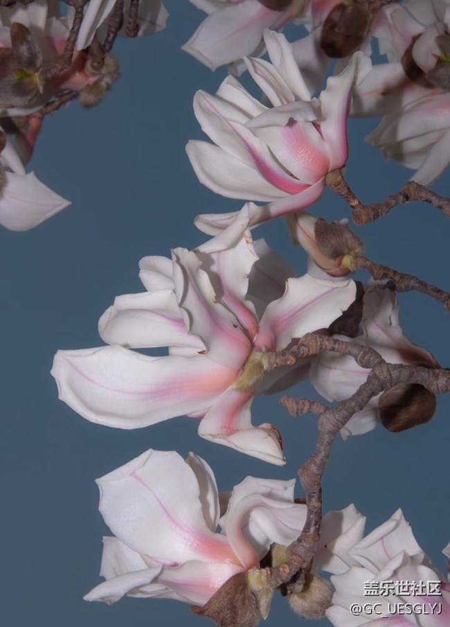 【廣州的花花們】+玉蘭花下，邂逅春日浪漫