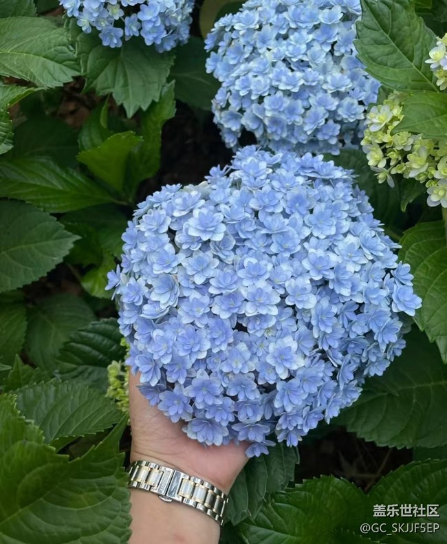 【春花浪漫】+花影如夢(mèng)，詩(shī)意生活