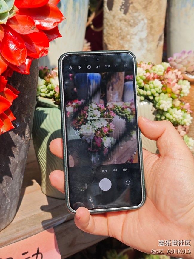 【活動(dòng)回顧】花卉小鎮(zhèn)