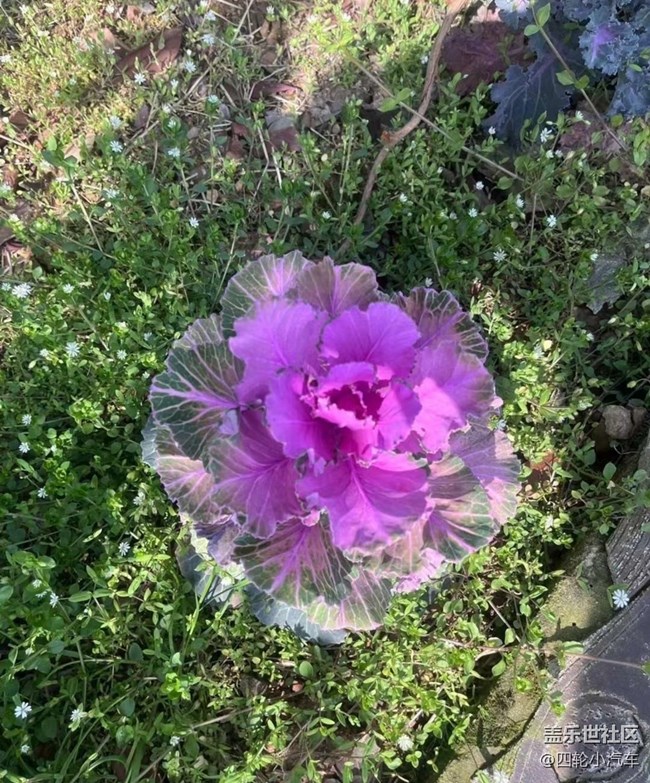 【約定3月的旅行】摘草莓