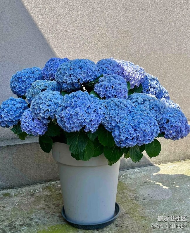 【春花浪漫】+花影如夢(mèng)，詩(shī)意生活