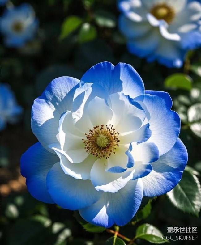 【廣州的花花們】花間綺夢，共赴浪漫