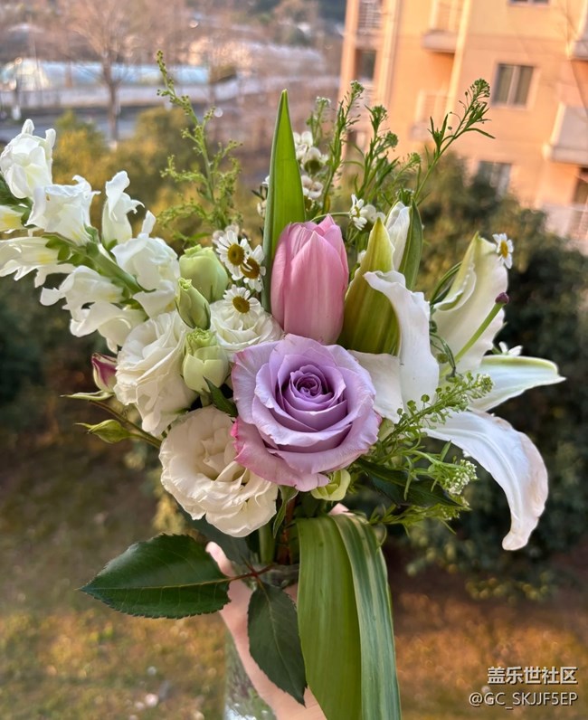 【春花浪漫】+花影如夢(mèng)，詩(shī)意生活