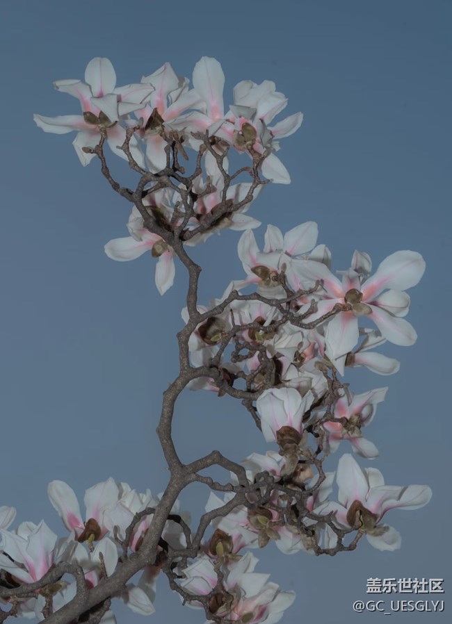 【廣州的花花們】+玉蘭花下，邂逅春日浪漫