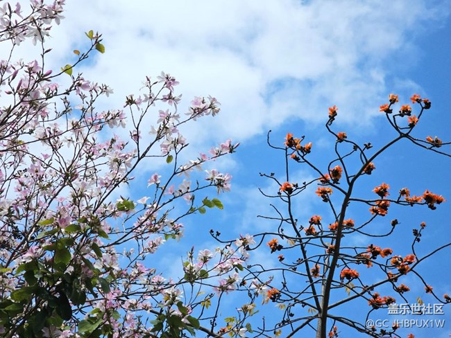 【廣州的花花們】木棉花