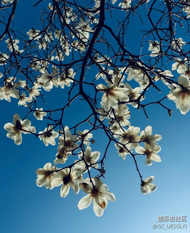 【廣州的花花們】+玉蘭花下，邂逅春日浪漫