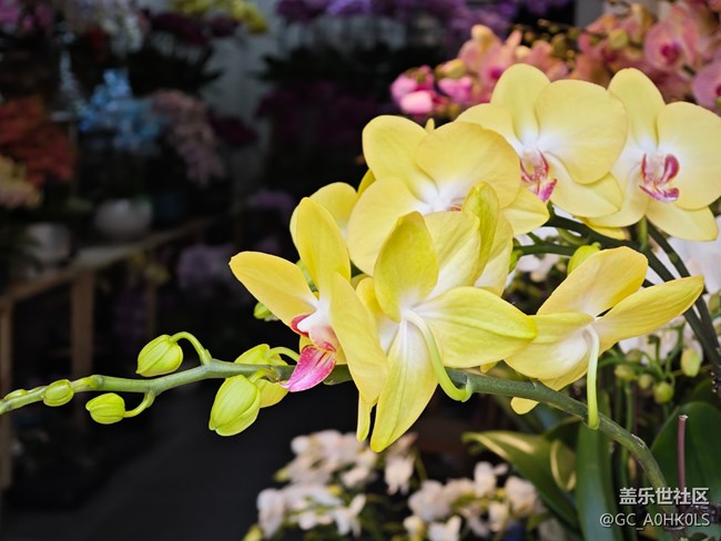 【春日尋花】花之約