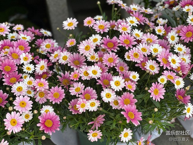 【春日尋花】風車與花海
