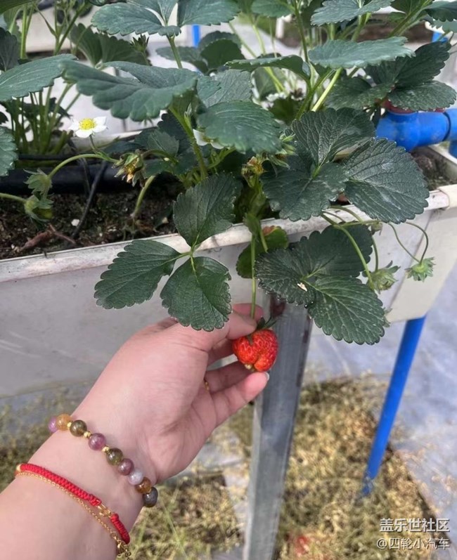 【約定3月的旅行】摘草莓