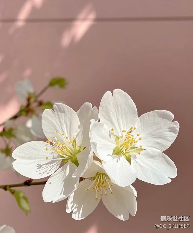 【春花浪漫】+花影如夢(mèng)，詩(shī)意生活