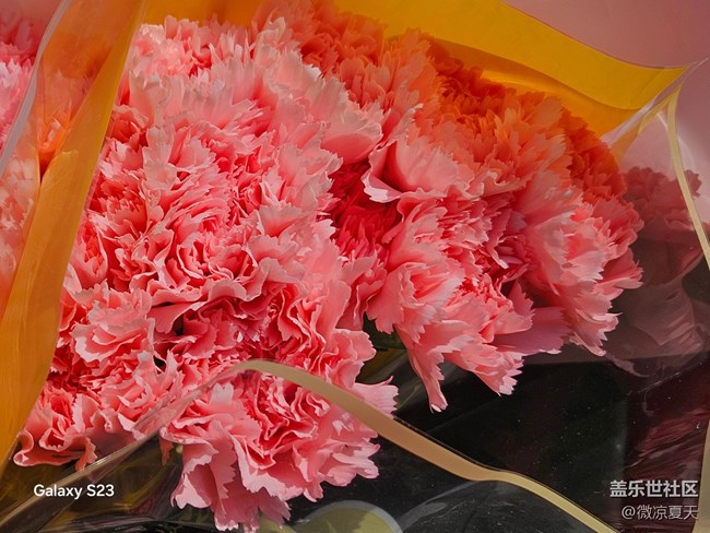 【春日尋花】風車與花海