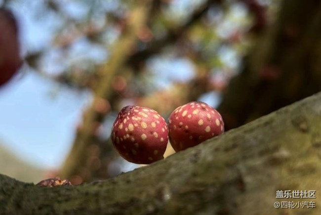 【春日尋花】小精靈