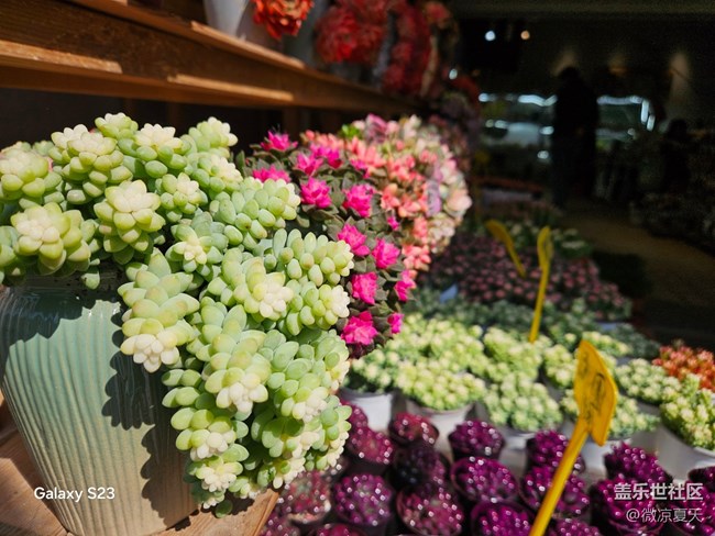 【春日尋花】風車與花海