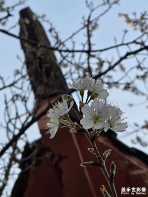 【光耀生活】浪漫櫻花