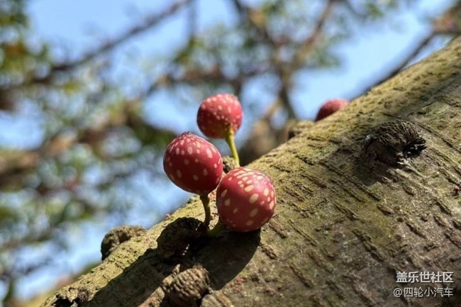 【春日尋花】小精靈