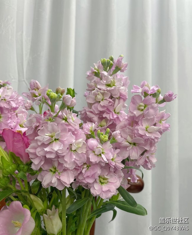 【廣州的花花們】花漾生活，浪漫滿屋