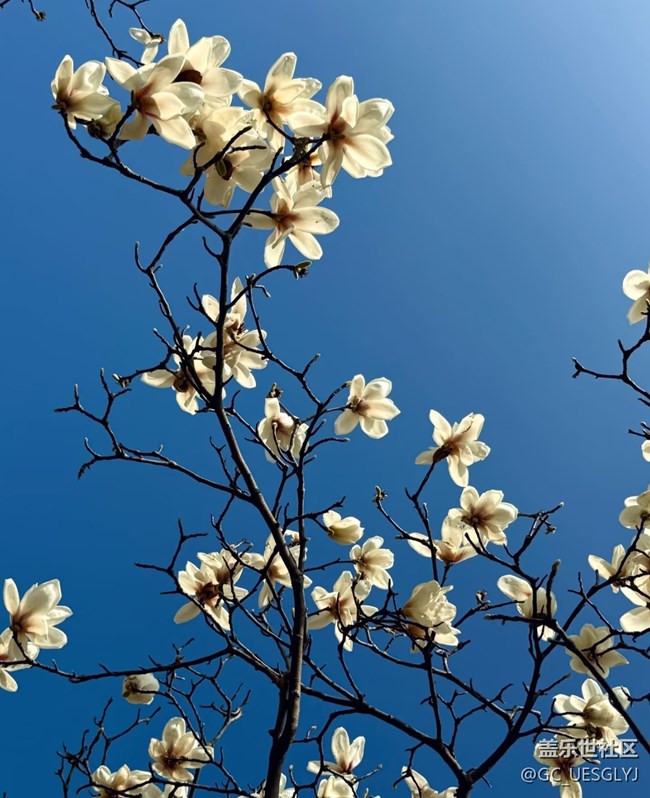 【廣州的花花們】+玉蘭花下，邂逅春日浪漫