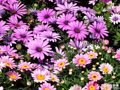 【光耀生活】浪漫也有顏色