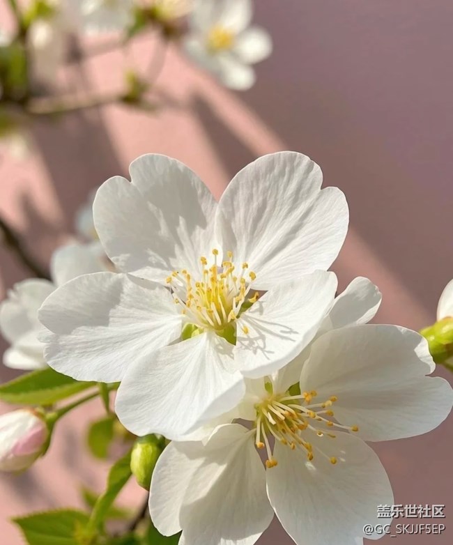 【廣州的花花們】花間綺夢，共赴浪漫