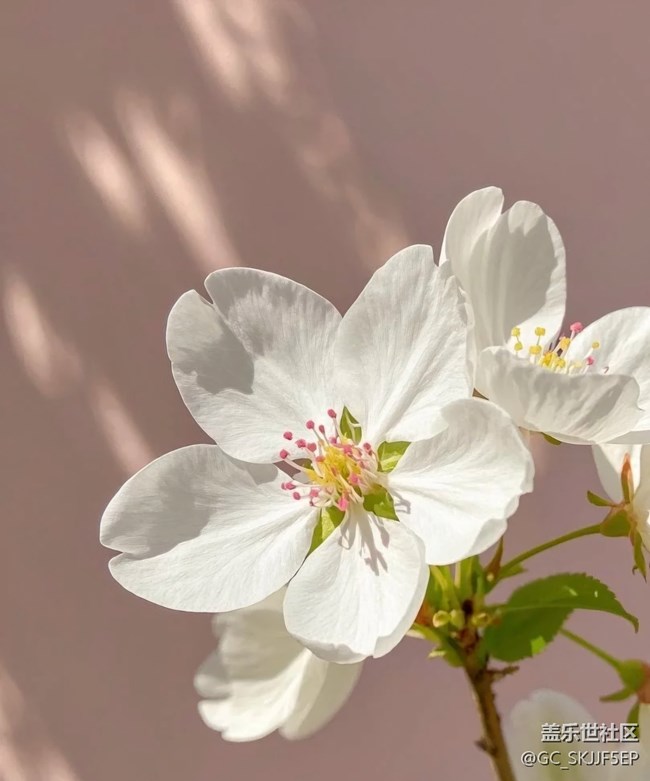 【春花浪漫】+花影如夢(mèng)，詩(shī)意生活