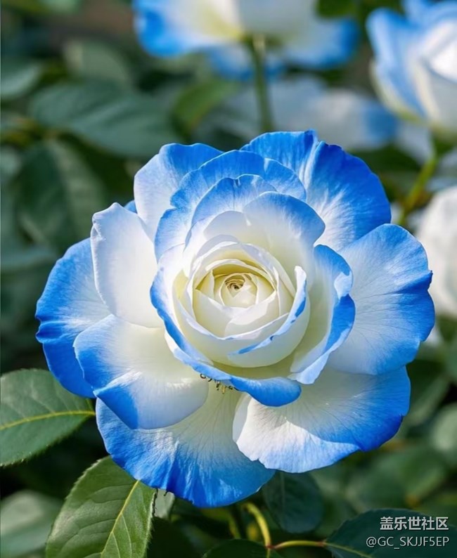 【廣州的花花們】花間綺夢，共赴浪漫