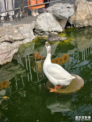 大鵝
