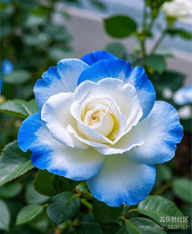 【廣州的花花們】花間綺夢，共赴浪漫