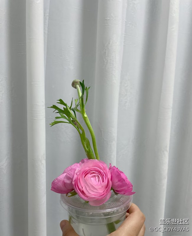 【廣州的花花們】花漾生活，浪漫滿屋