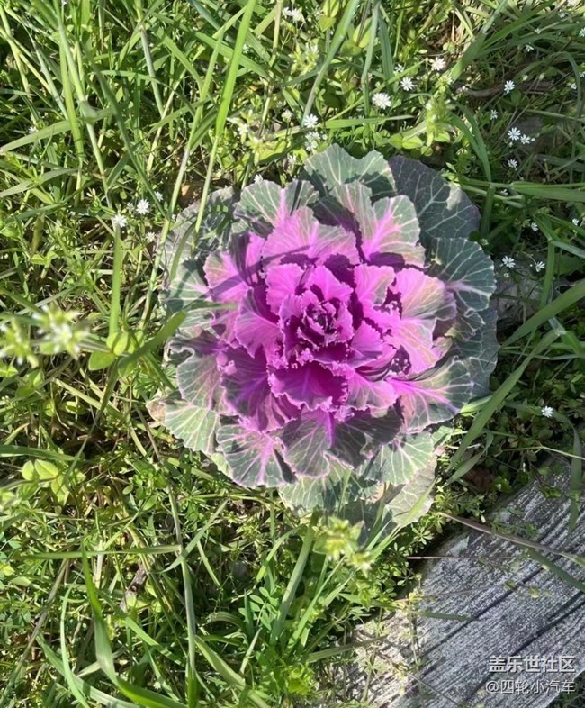 【約定3月的旅行】摘草莓