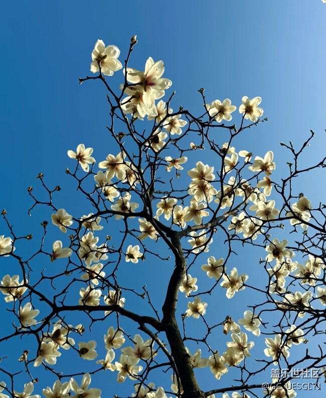 【廣州的花花們】+玉蘭花下，邂逅春日浪漫