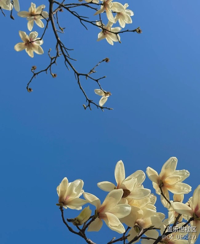 【廣州的花花們】+玉蘭花下，邂逅春日浪漫