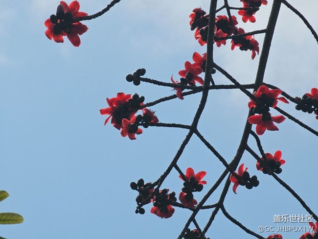 【廣州的花花們】木棉花
