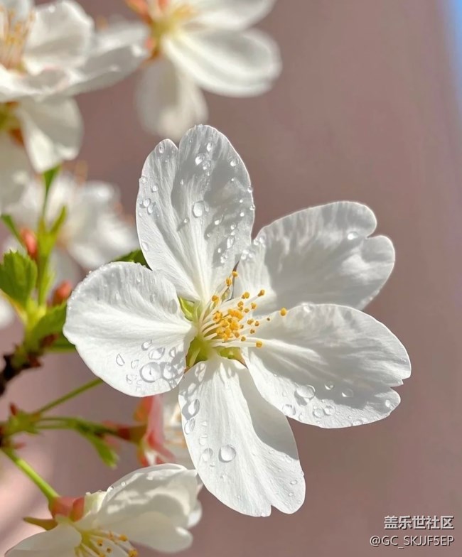 【廣州的花花們】花間綺夢，共赴浪漫