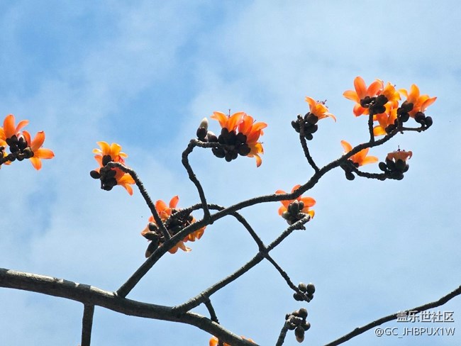 【廣州的花花們】木棉花