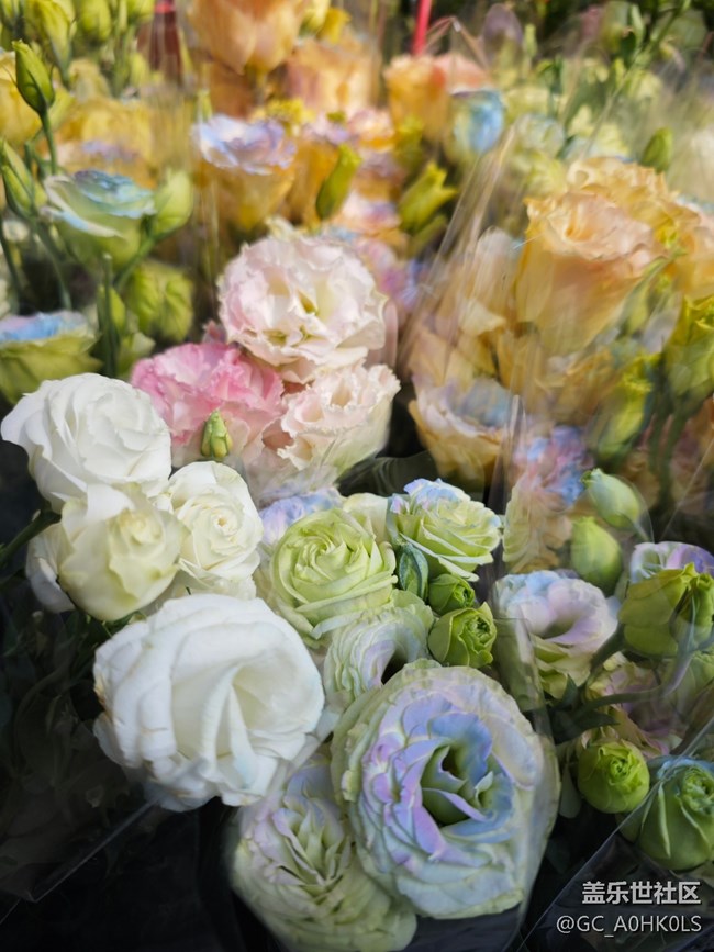 【春日尋花】花之約