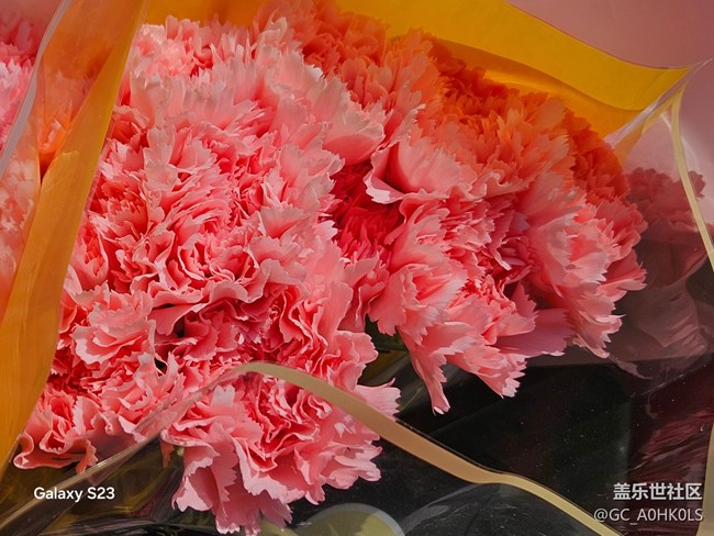 【春日尋花】花之約