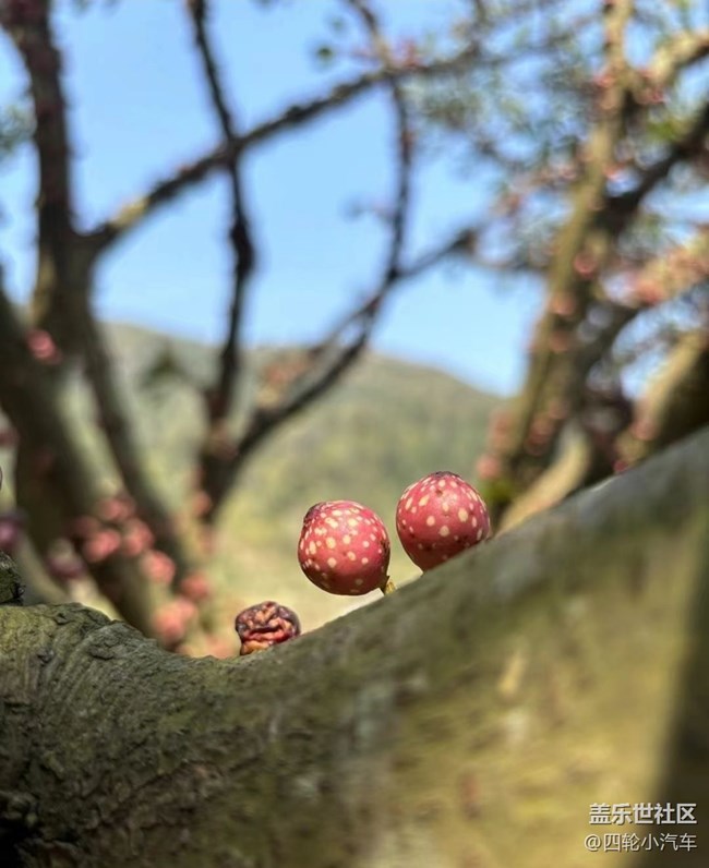 【春日尋花】小精靈