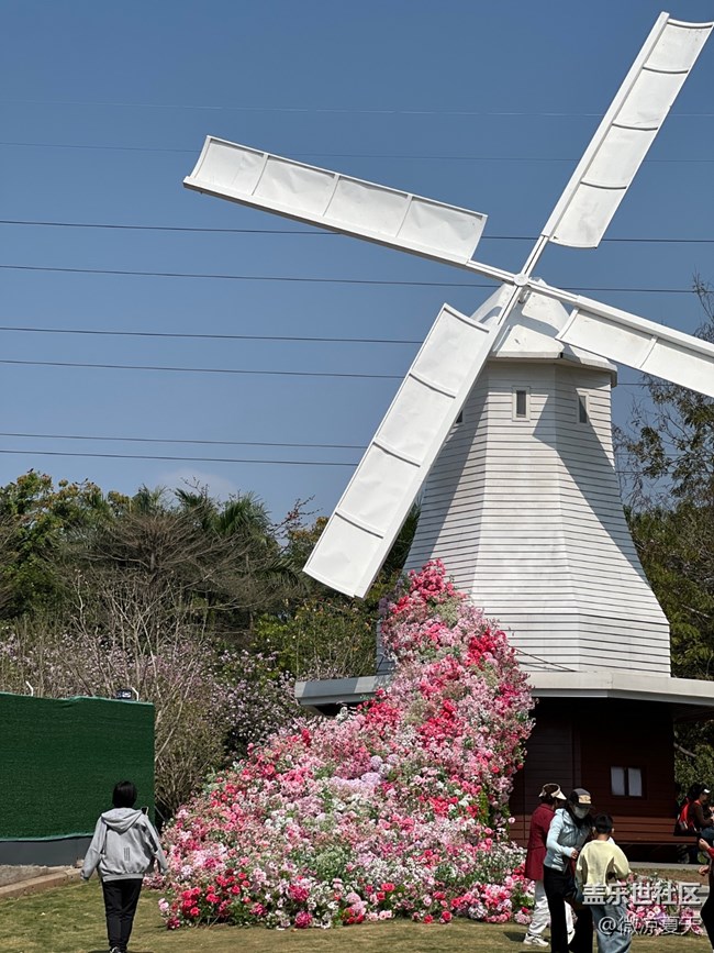 【春日尋花】風車與花海