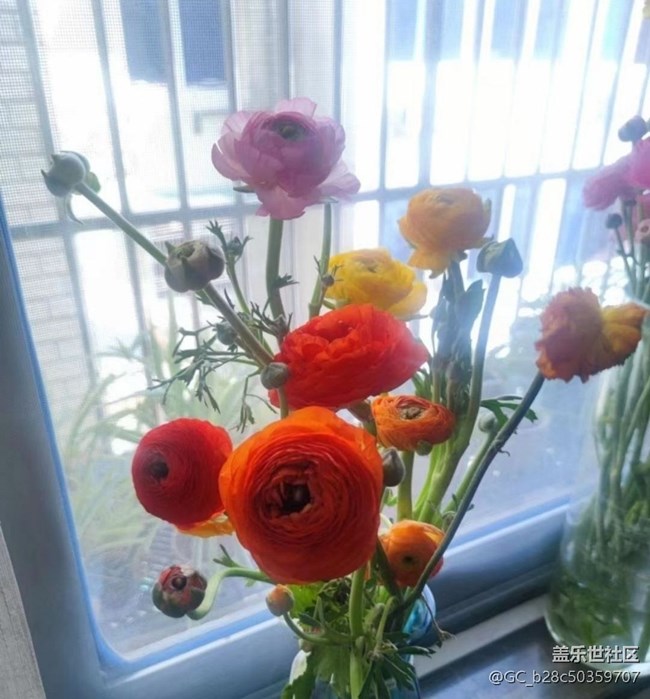 【春日尋花】花開燦爛