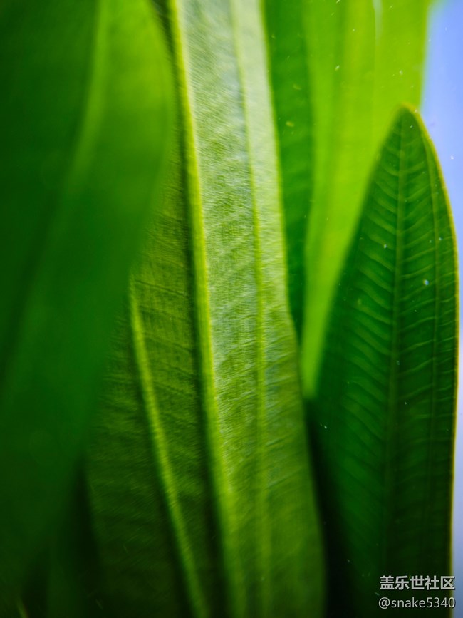 【青青嫩芽】+ 大水草