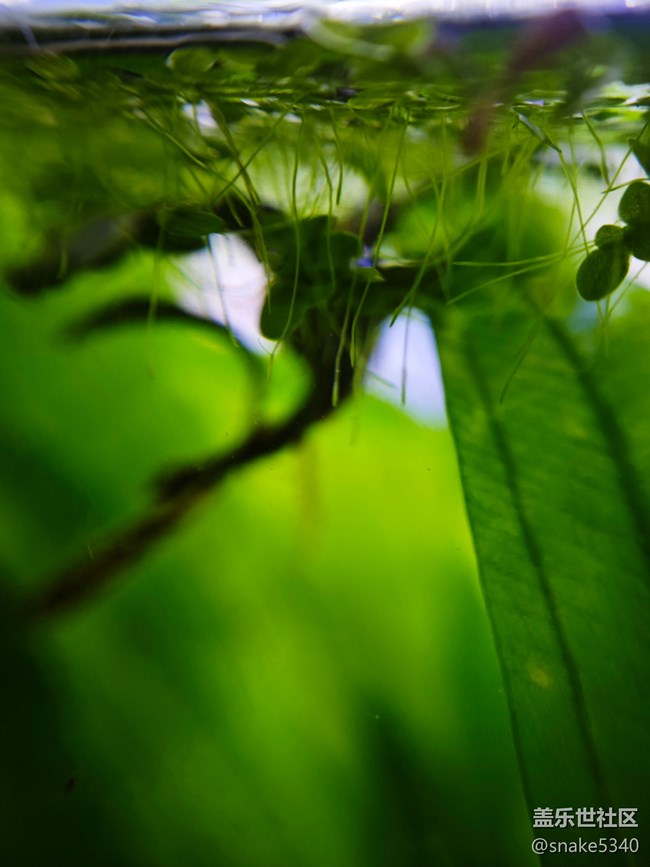 【青青嫩芽】+ 大水草