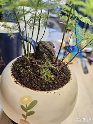 春來(lái)發(fā)新芽