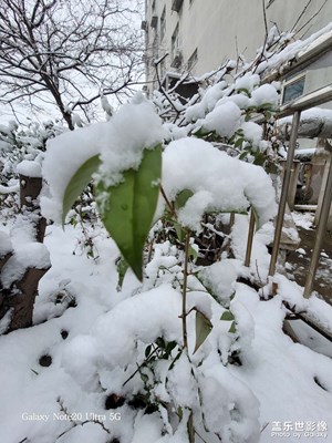 雪???后