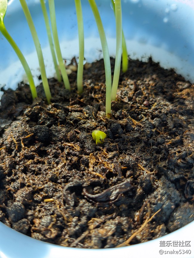 【青青嫩芽】+ 小小向日葵