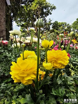 【好春光】百花爭(zhēng)艷