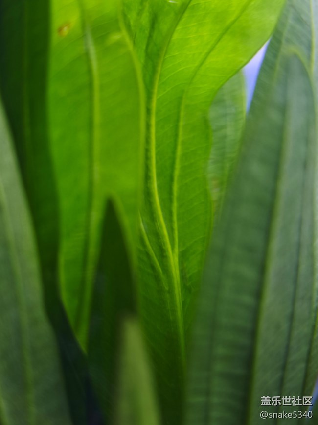 【青青嫩芽】+ 大水草