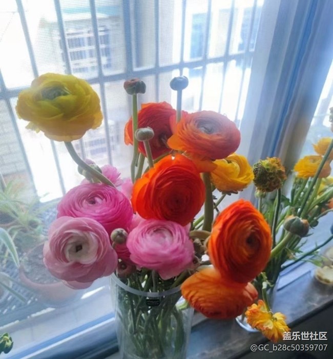 【春日尋花】花開燦爛