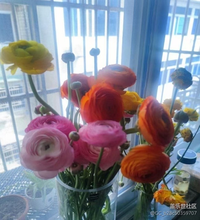 【春日尋花】花開燦爛