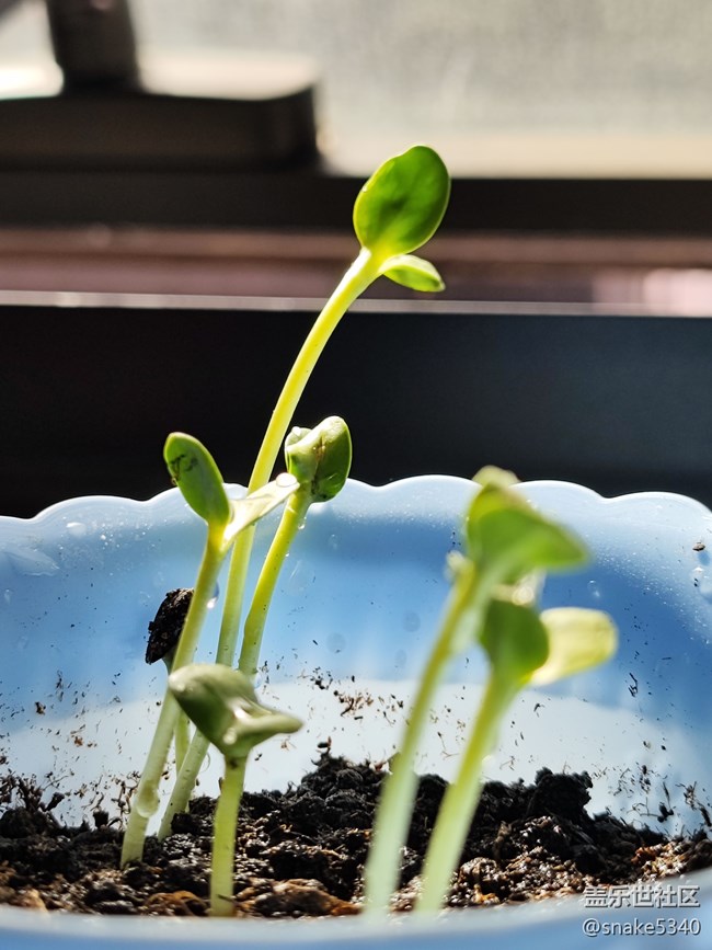 【青青嫩芽】+ 小小向日葵