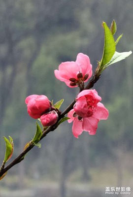 【好春光】春色滿園關(guān)不住